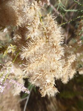 Image de Tamarix ramosissima Ledeb.