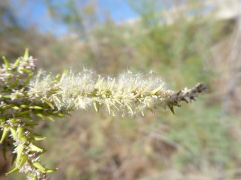 Image de Tamarix ramosissima Ledeb.