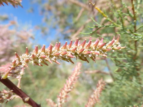 Image de Tamarix ramosissima Ledeb.