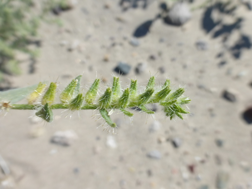 Слика од <i>Cryptantha costata</i>