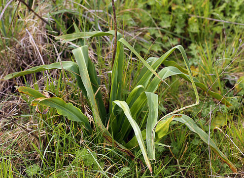 Image of Coast Iris