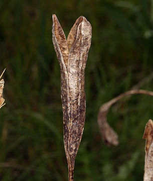 Plancia ëd Iris longipetala Herb.