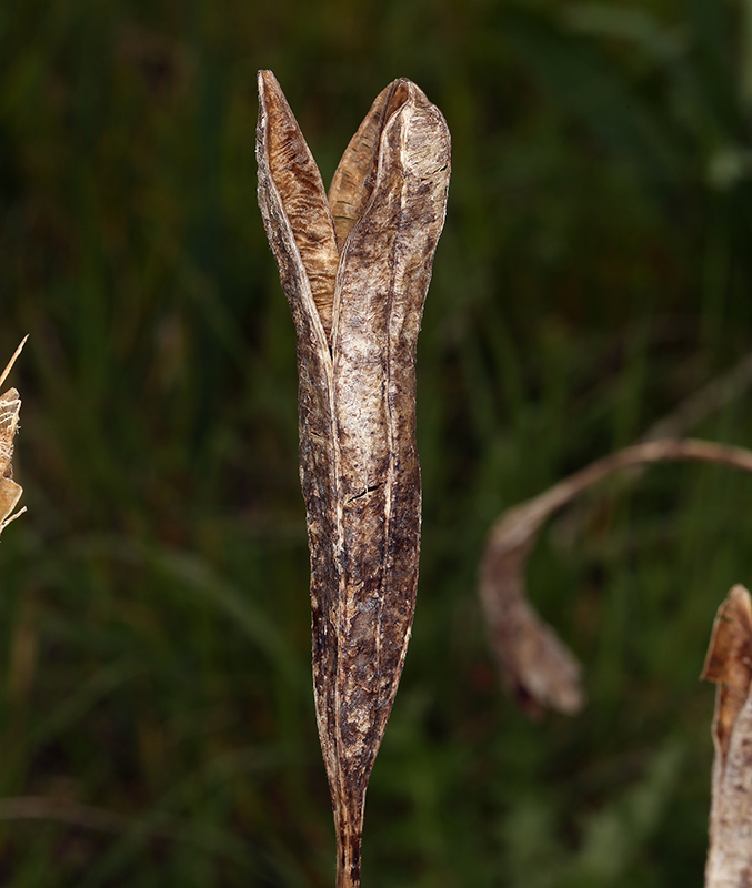 Image of Coast Iris