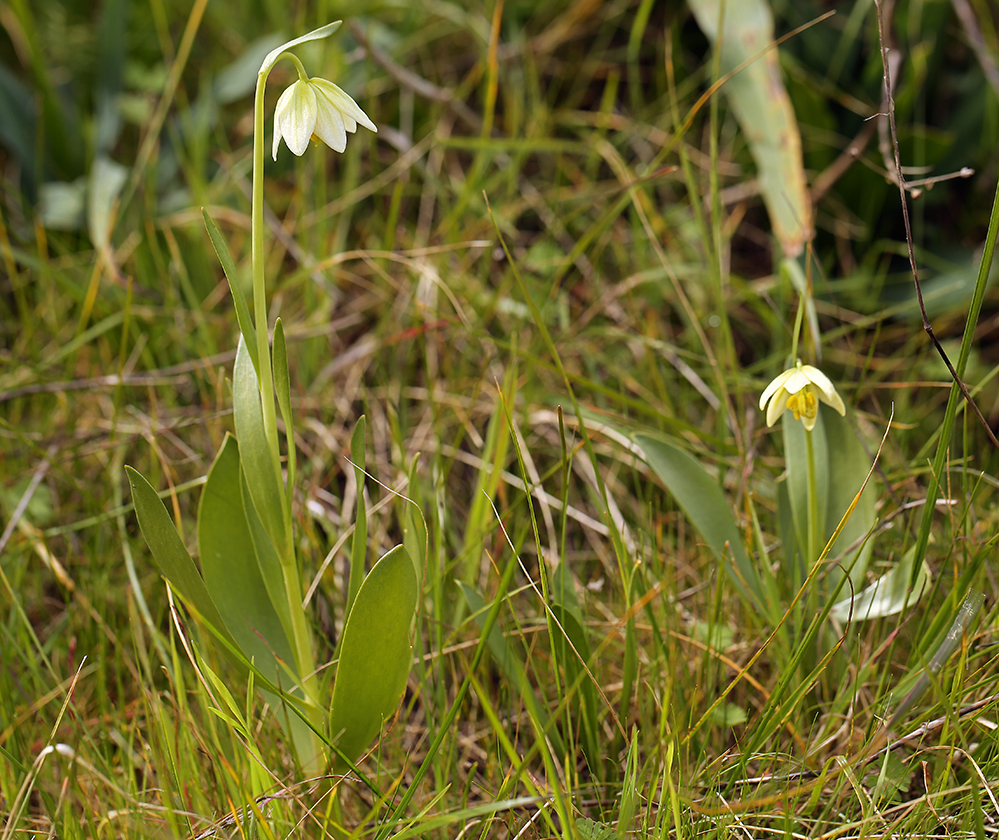 Image of fragrant fritillary