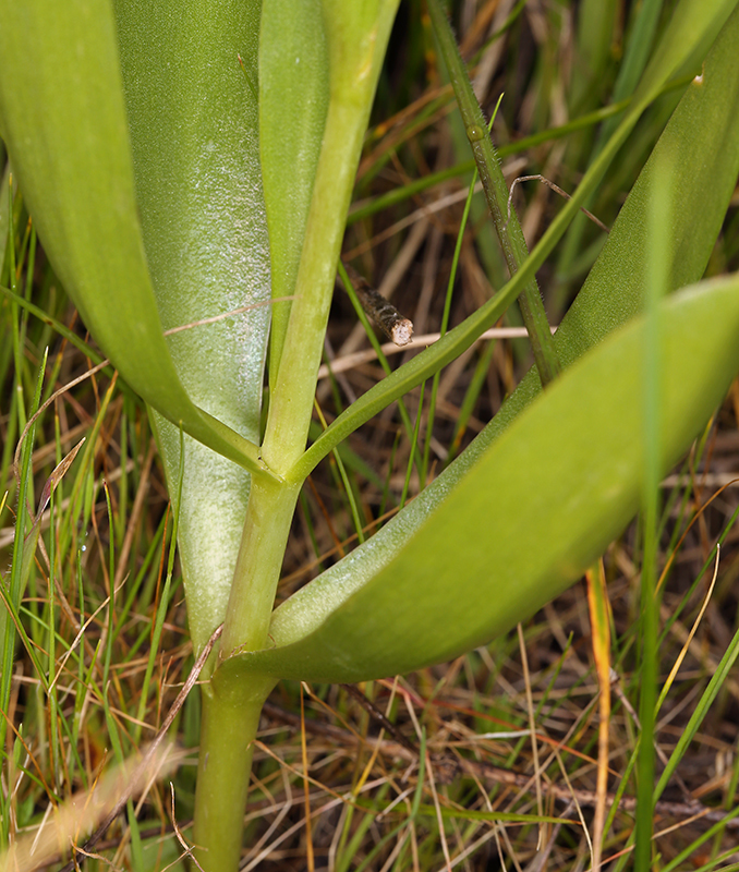 Image of fragrant fritillary