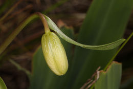 Image of fragrant fritillary