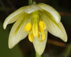 Image of fragrant fritillary