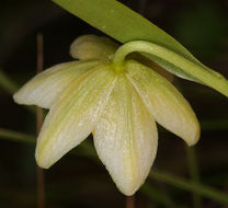 Image of fragrant fritillary