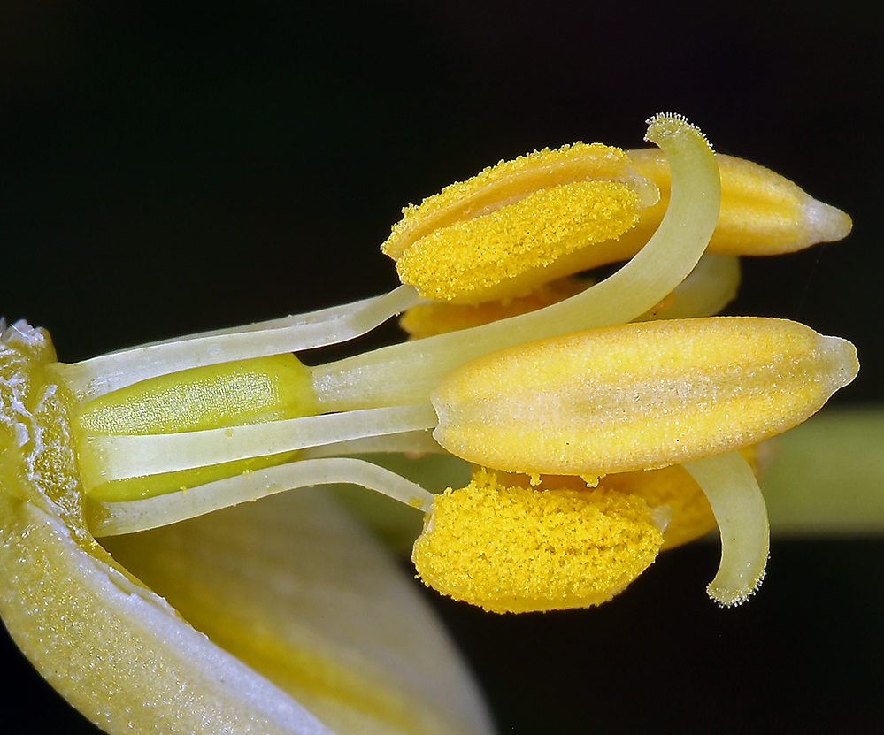 Image of fragrant fritillary