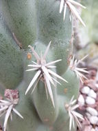 Image of Cylindropuntia cholla (F. A. C. Weber) F. M. Knuth