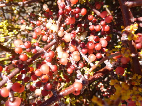 Image of mesquite mistletoe