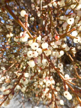 Image of mesquite mistletoe