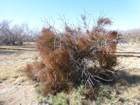 Image of mesquite mistletoe