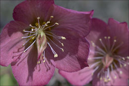 Image of black hellebore