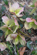 Image of black hellebore