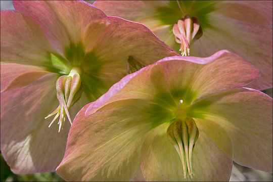 Image of black hellebore