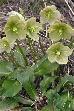 Image of black hellebore