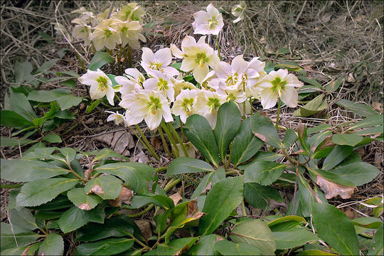 Image of black hellebore