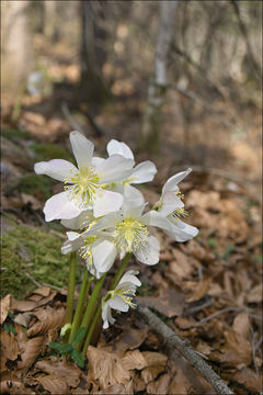 Image of black hellebore