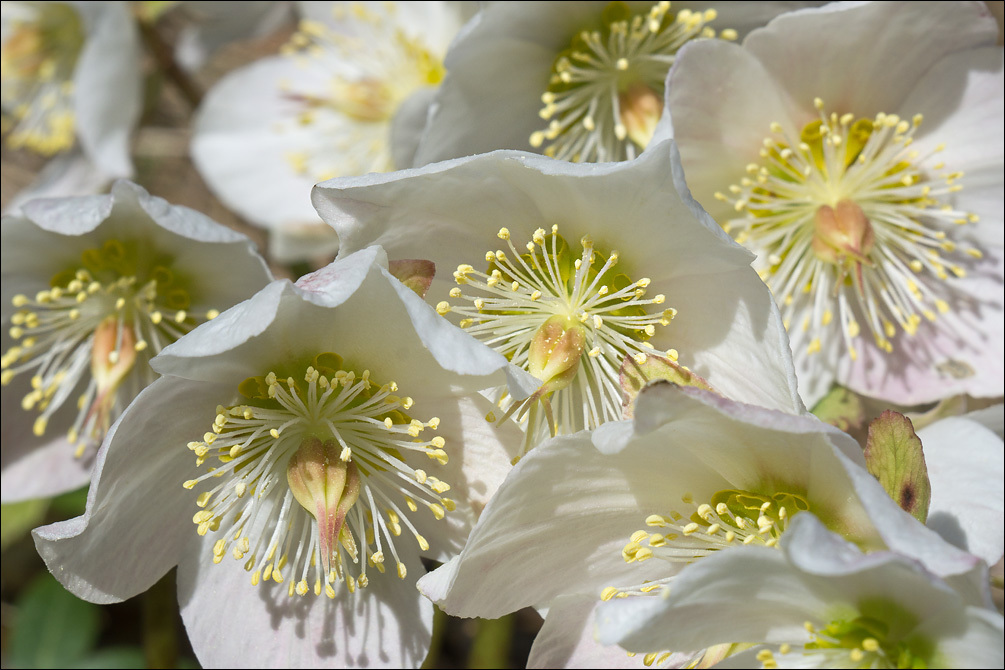 Image of black hellebore