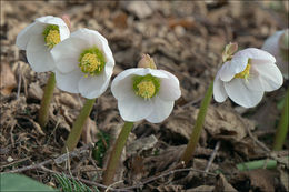 Image of black hellebore