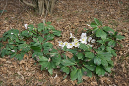 Image of black hellebore