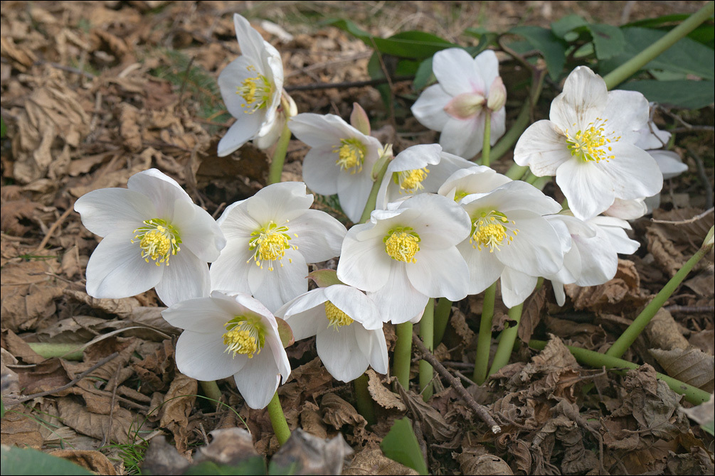 Image of black hellebore