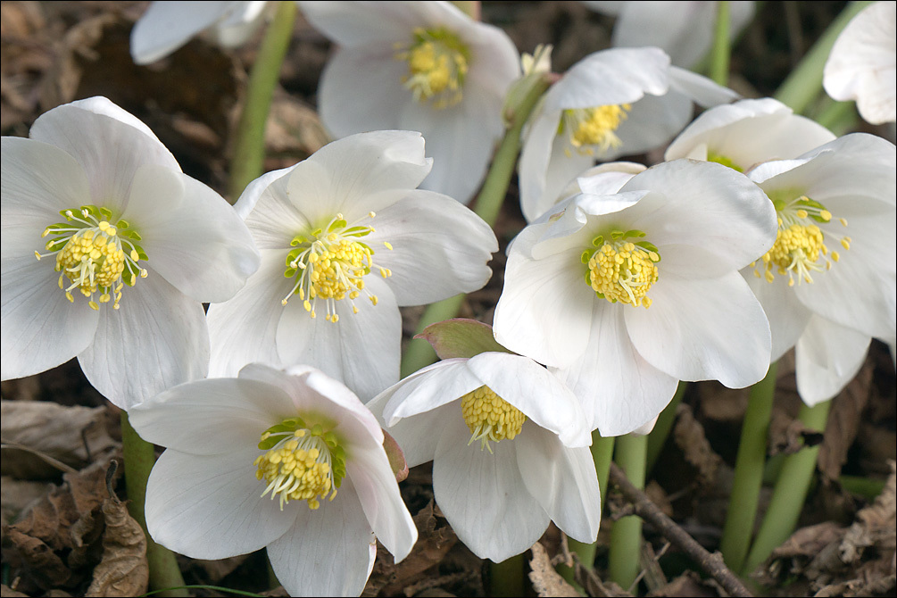 Image of black hellebore