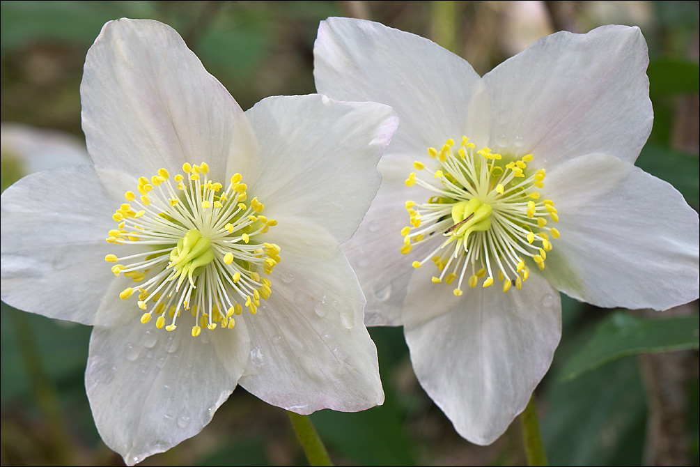 Image of black hellebore