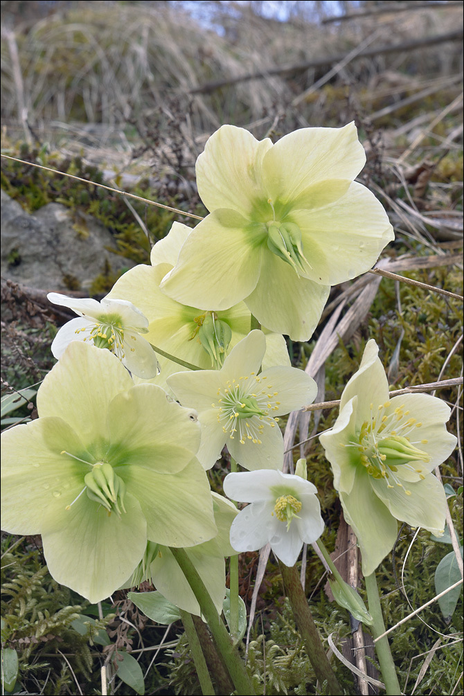 Image of black hellebore