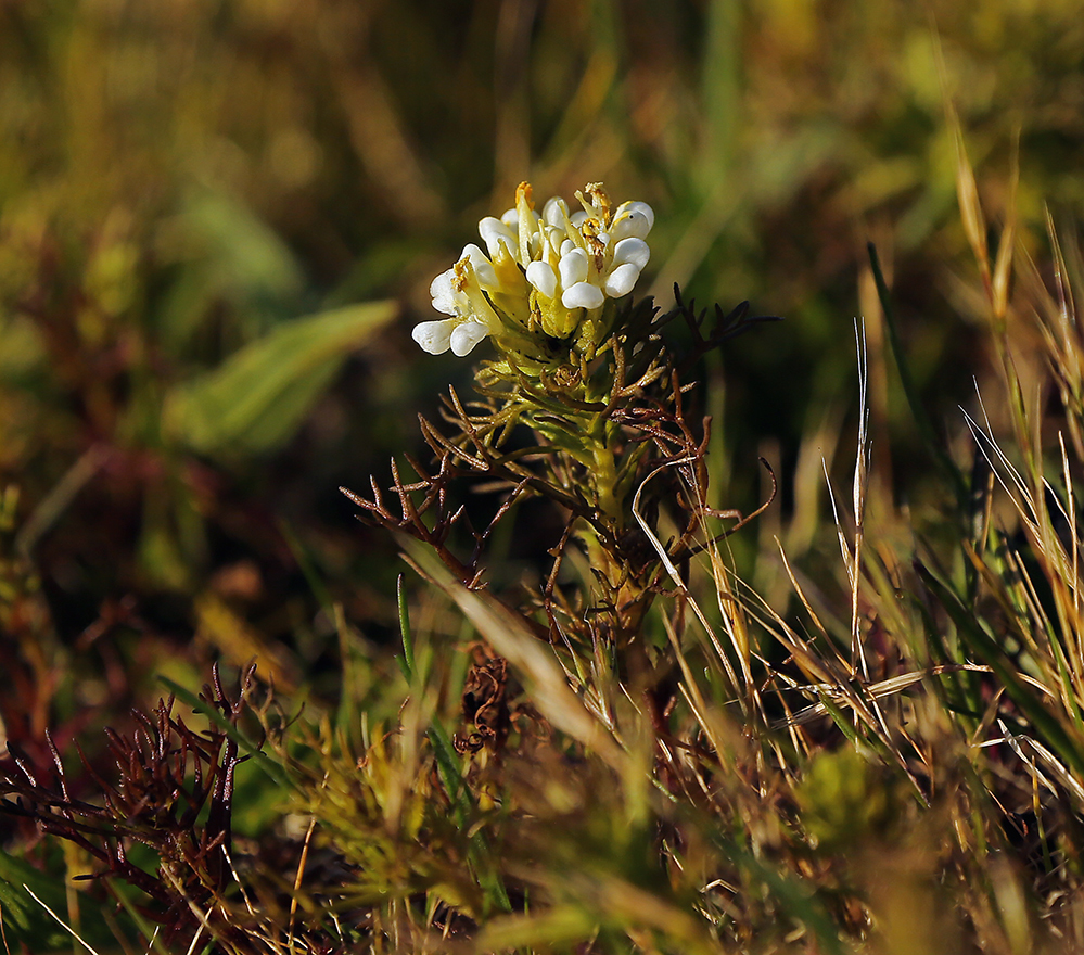 Image of San Francisco owl's-clover