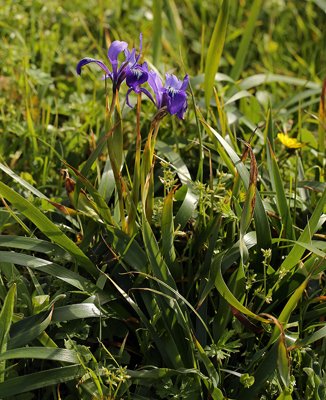 صورة Iris douglasiana Herb.