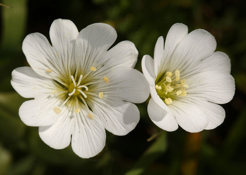 Image of field chickweed