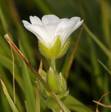 Image of field chickweed