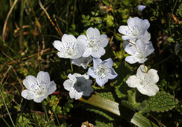 صورة Nemophila menziesii var. atomaria (Fisch. & C. A. Mey.) Voss