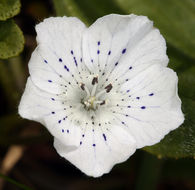 صورة Nemophila menziesii var. atomaria (Fisch. & C. A. Mey.) Voss