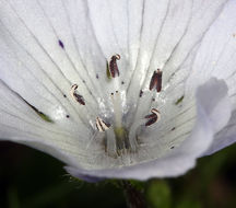 صورة Nemophila menziesii var. atomaria (Fisch. & C. A. Mey.) Voss