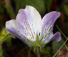 صورة Nemophila menziesii var. atomaria (Fisch. & C. A. Mey.) Voss