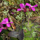 Image of rose rockcress