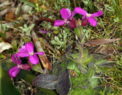 Image of rose rockcress