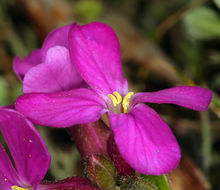 Image of rose rockcress