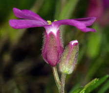 Image of rose rockcress