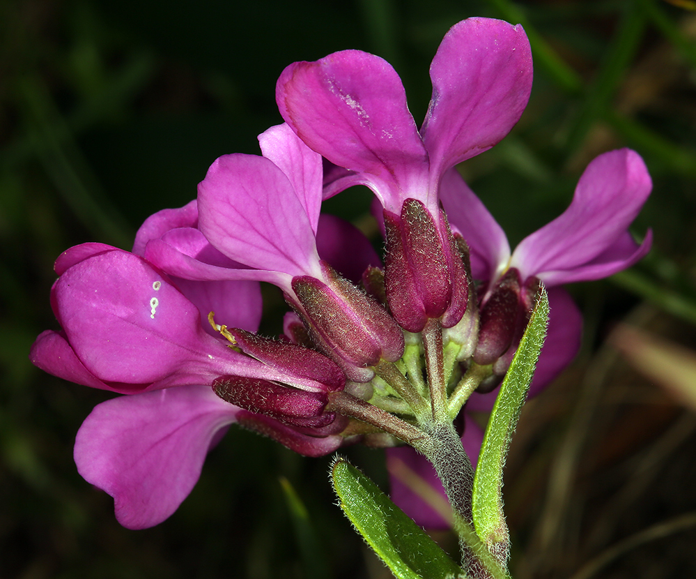 Image of rose rockcress