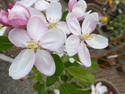 Image of paradise apple