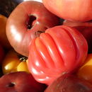 Image of tomato