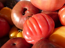 櫻桃小番茄的圖片