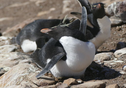 Image of Rockhopper Penguin