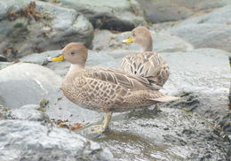 Image of South Georgia Pintail