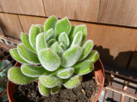 Image of Mexican Firecracker