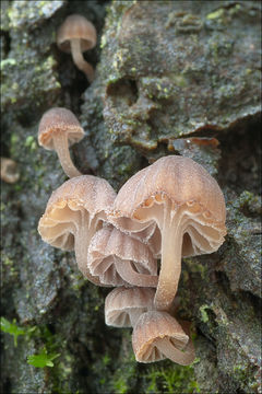 Image of Mycena meliigena (Berk. & Cooke) Sacc. 1887